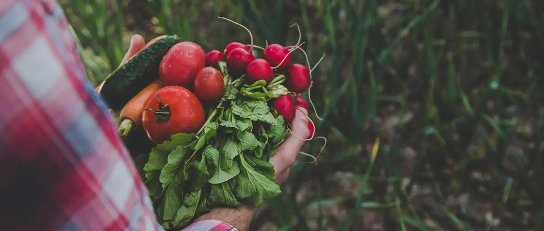 From an Organic Idea to a Knowledge Platform People Trust